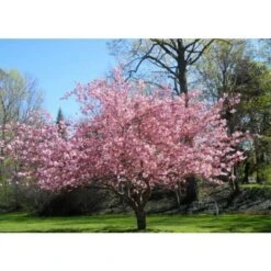 Magnolia Giapponese "Magnolia Soulangeana" Pianta In Vaso 24 Cm -Vendite VIDAXL 19186040 3