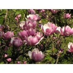 Magnolia Giapponese "Magnolia Soulangeana" Pianta In Vaso 24 Cm -Vendite VIDAXL 19186040 4