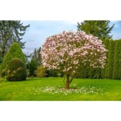 Magnolia Giapponese "Magnolia Soulangeana" Pianta In Vaso 24 Cm -Vendite VIDAXL 19186040 5