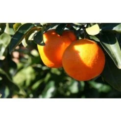 Pianta Di Mapo " Citrus X Tangelo " In Vaso 22 Cm Agrumi Di Sicilia 5 Pianta Di Mapo " Citrus X Tangelo " In Vaso 22 Cm Agrumi Di Sicilia -Vendite VIDAXL 19186043 3