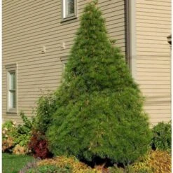 Pino A Ombrello Giapponese "Sciadopitys Verticillata" Pianta In Vaso 24 Cm H. 40/60 Cm -Vendite VIDAXL 19186046 4