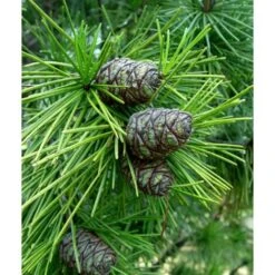 Pino A Ombrello Giapponese "Sciadopitys Verticillata" Pianta In Vaso 24 Cm H. 40/60 Cm -Vendite VIDAXL 19186046 5