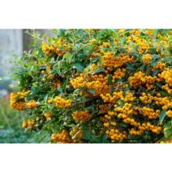 Piracanta Gialla "Pyracantha Coccinea Soleil D'Or" Agazzino Pianta In Vaso 11 Cm -Vendite VIDAXL 19186047 3