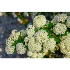 Piracanta Gialla "Pyracantha Coccinea Soleil D'Or" Agazzino Pianta In Vaso 11 Cm -Vendite VIDAXL 19186047 4