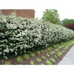 Piracanta Gialla "Pyracantha Coccinea Soleil D'Or" Agazzino Pianta In Vaso 11 Cm -Vendite VIDAXL 19186047 5