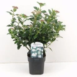 Viburno Tino "Viburnum Tinus" Pianta Da Siepe In Vaso 11 Cm
