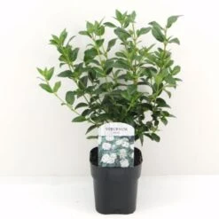 Viburno Tino "Viburnum Tinus" Pianta Da Siepe In Vaso 11 Cm -Vendite VIDAXL 19186049 5