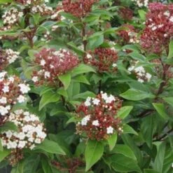 Viburno Tino "Viburnum Tinus" Pianta Da Siepe In Vaso 19 Cm -Vendite VIDAXL 19186051 3