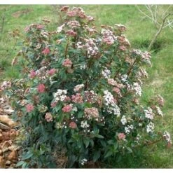 Viburno Tino "Viburnum Tinus" Pianta Da Siepe In Vaso 19 Cm -Vendite VIDAXL 19186051 4