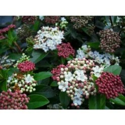 Viburno Tino "Viburnum Tinus" Pianta Da Siepe In Vaso 19 Cm -Vendite VIDAXL 19186051 5