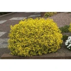 Evonimo "Euonymus Fortunei Emerald Gold" Pianta In Vaso Biodegradabile -Vendite VIDAXL 19186054 3