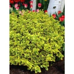 Evonimo "Euonymus Fortunei Emerald Gold" Pianta In Vaso Biodegradabile -Vendite VIDAXL 19186054 4