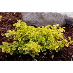 Evonimo "Euonymus Fortunei Emerald Gold" Pianta In Vaso Biodegradabile -Vendite VIDAXL 19186054 5