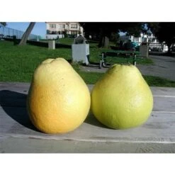 Pomelo Pummelo "Citrus Maxima" Pianta Adulta In Fitocella Agrumi Di Sicilia -Vendite VIDAXL 19186070 3