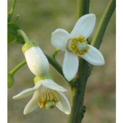 Pomelo Pummelo "Citrus Maxima" Pianta Adulta In Fitocella Agrumi Di Sicilia -Vendite VIDAXL 19186070 5