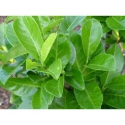 Lauroceraso "Prunus Laurocerasus" Pianta Da Siepe In Vaso H. 100/120 Cm -Vendite VIDAXL 19186071 3