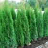 Tuia Smeraldo "Thuja Occidentalis Smaragd" Pianta In Vaso 10 Cm