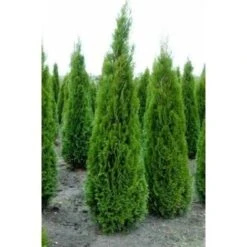 Tuia Smeraldo "Thuja Occidentalis Smaragd" Pianta In Vaso 10 Cm -Vendite VIDAXL 19186110 3