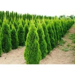 Tuia Smeraldo "Thuja Occidentalis Smaragd" Pianta In Vaso 10 Cm -Vendite VIDAXL 19186110 5