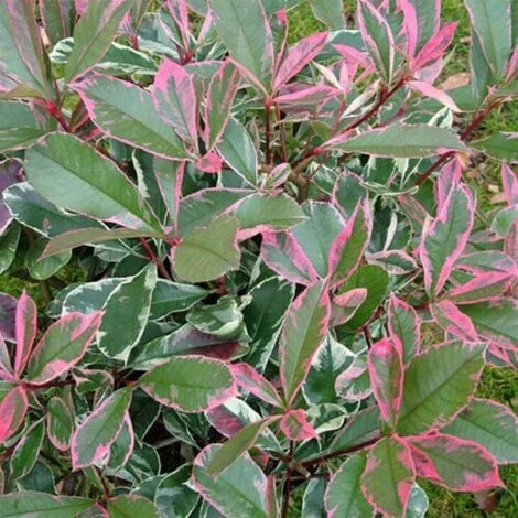 Photinia X Fraseri 'Pink Marble' Fotinia Variegata Pianta Da Siepe H.20/40 Cm 20/40 Cm 1 Photinia X Fraseri 'Pink Marble' Fotinia Variegata Pianta Da Siepe H.20/40 Cm 20/40 Cm