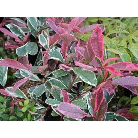 Photinia X Fraseri 'Pink Marble' Fotinia Variegata Pianta Da Siepe H.20/40 Cm 20/40 Cm 2 Photinia X Fraseri 'Pink Marble' Fotinia Variegata Pianta Da Siepe H.20/40 Cm 20/40 Cm - immagine 2