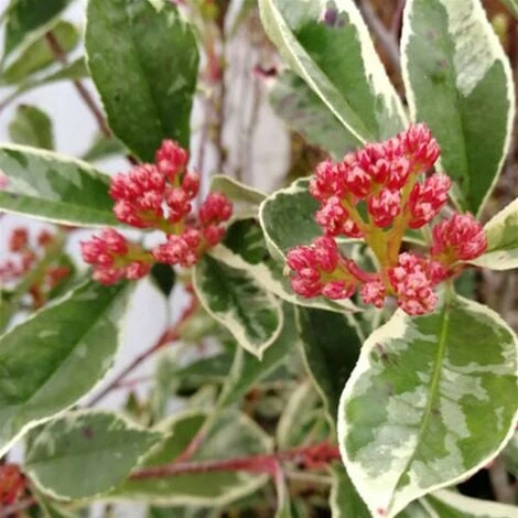 Photinia X Fraseri 'Pink Marble' Fotinia Variegata Pianta Da Siepe H.20/40 Cm 20/40 Cm 3 Photinia X Fraseri 'Pink Marble' Fotinia Variegata Pianta Da Siepe H.20/40 Cm 20/40 Cm - immagine 3