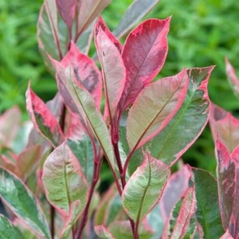 Photinia X Fraseri 'Pink Marble' Fotinia Variegata Pianta Da Siepe H.20/40 Cm 20/40 Cm 4 Photinia X Fraseri 'Pink Marble' Fotinia Variegata Pianta Da Siepe H.20/40 Cm 20/40 Cm - immagine 4