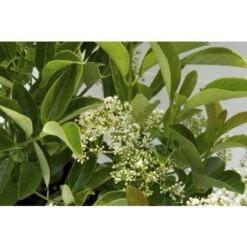 Viburno Lucido "Viburnum Lucidum" Pianta Da Siepe In Vaso 9 Cm -Vendite VIDAXL 19352264 3