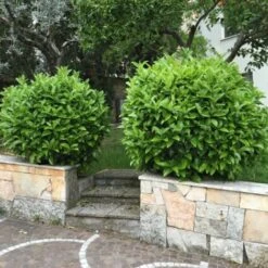 Viburno Lucido "Viburnum Lucidum" Pianta Da Siepe In Vaso 9 Cm -Vendite VIDAXL 19352264 4