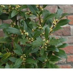 Alloro "Laurus Nobilis" Pianta Aromatica Da Siepe In Vaso 11 Cm -Vendite VIDAXL 19352276 3