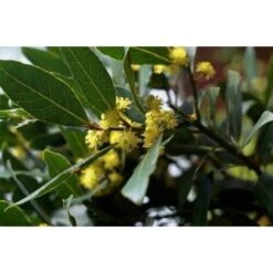 Alloro "Laurus Nobilis" Pianta Aromatica Da Siepe In Vaso 11 Cm -Vendite VIDAXL 19352276 4