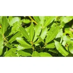 Alloro "Laurus Nobilis" Pianta Aromatica Da Siepe In Vaso 11 Cm -Vendite VIDAXL 19352276 5