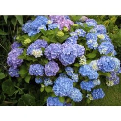 Ortensia "Hydrangea" Pianta In Vaso 18 Cm COLORI MISTI