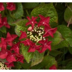 Ortensia "Hydrangea" Pianta In Vaso 18 Cm COLORI MISTI -Vendite VIDAXL 19352284 3