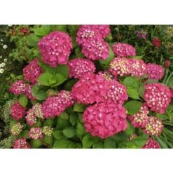 Ortensia "Hydrangea" Pianta In Vaso 18 Cm COLORI MISTI -Vendite VIDAXL 19352284 4