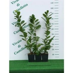 Lauroceraso "Prunus Laurocerasus" Pianta Da Siepe In Vaso H. 20/40 Cm -Vendite VIDAXL 19352287 4