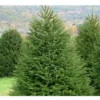 Abete Rosso "Picea Abies" Peccio Albero Di Natale In Mastello H. 175/200 Cm