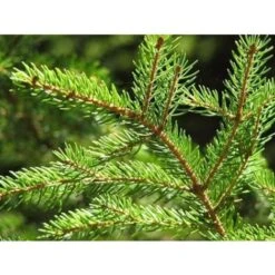 Abete Rosso "Picea Abies" Peccio Albero Di Natale In Mastello H. 175/200 Cm -Vendite VIDAXL 19484480 3