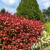Fotinia "Photinia X Fraseri Red Robin" Pianta Da Siepe In Vaso H. 70/100 Cm