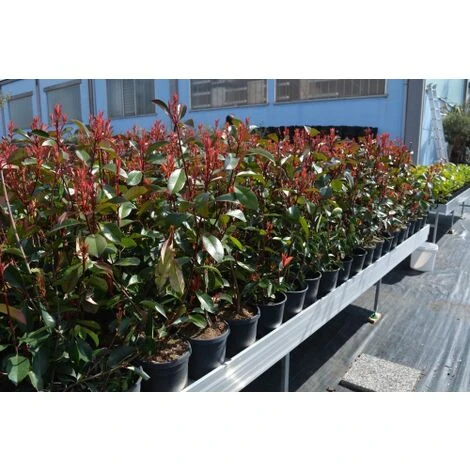 Fotinia "Photinia X Fraseri Red Robin" Pianta Da Siepe In Vaso H. 70/100 Cm 4 Fotinia "Photinia X Fraseri Red Robin" Pianta Da Siepe In Vaso H. 70/100 Cm - immagine 4