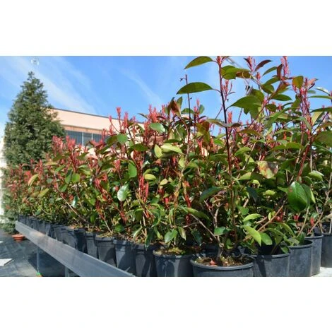 Fotinia "Photinia X Fraseri Red Robin" Pianta Da Siepe In Vaso H. 70/100 Cm 5 Fotinia "Photinia X Fraseri Red Robin" Pianta Da Siepe In Vaso H. 70/100 Cm - immagine 5