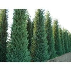 Cipresso Di Leyland "Cupressocyparis Leylandii" Pianta In Vaso 20 Cm H. 90/110 Cm