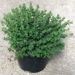 Timo "Thymus Faustini" Pianta Aromatica In Vaso 14 Cm -Vendite VIDAXL 19517705 3