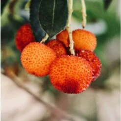 Corbezzolo "Arbutus Unedo" Pianta In Vaso 18 Cm -Vendite VIDAXL 19517735 5