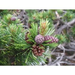 Pino Mugo "Pinus Mugo" Pianta Officinale In Vaso 10 Cm Non Specificato 10 Cm -Vendite VIDAXL 19581025 3