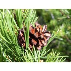 Pino Mugo "Pinus Mugo" Pianta Officinale In Vaso 10 Cm Non Specificato 10 Cm -Vendite VIDAXL 19581025 4