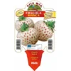 Fragola Bianca N. 5 - 1 Pianta V.10 - Orto Mio