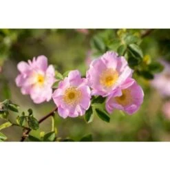 Rosa Selvatica "Rosa Canina" Pianta Officinale In Vaso H. 30/40 Cm -Vendite VIDAXL 19603877 4