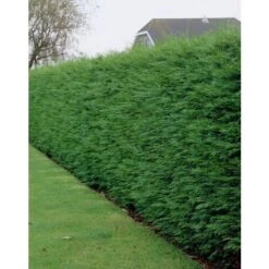 Cipresso Di Leyland "Cupressocyparis Leylandii" Pianta In Vaso H. 70/90 Cm 6 Cipresso Di Leyland "Cupressocyparis Leylandii" Pianta In Vaso H. 70/90 Cm -Vendite VIDAXL 19603883 3