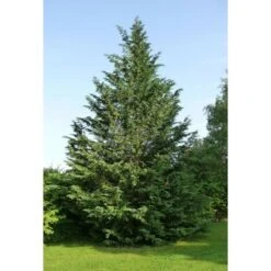 Cipresso Di Leyland "Cupressocyparis Leylandii" Pianta In Vaso H. 70/90 Cm 7 Cipresso Di Leyland "Cupressocyparis Leylandii" Pianta In Vaso H. 70/90 Cm -Vendite VIDAXL 19603883 4